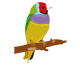 justmali